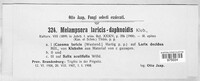 Melampsora laricis-daphnoidis image